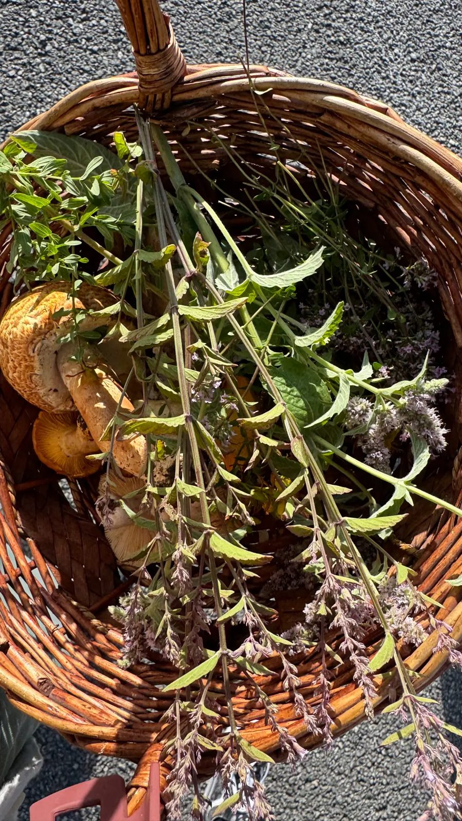 Basket of foraged herbs and mushrooms