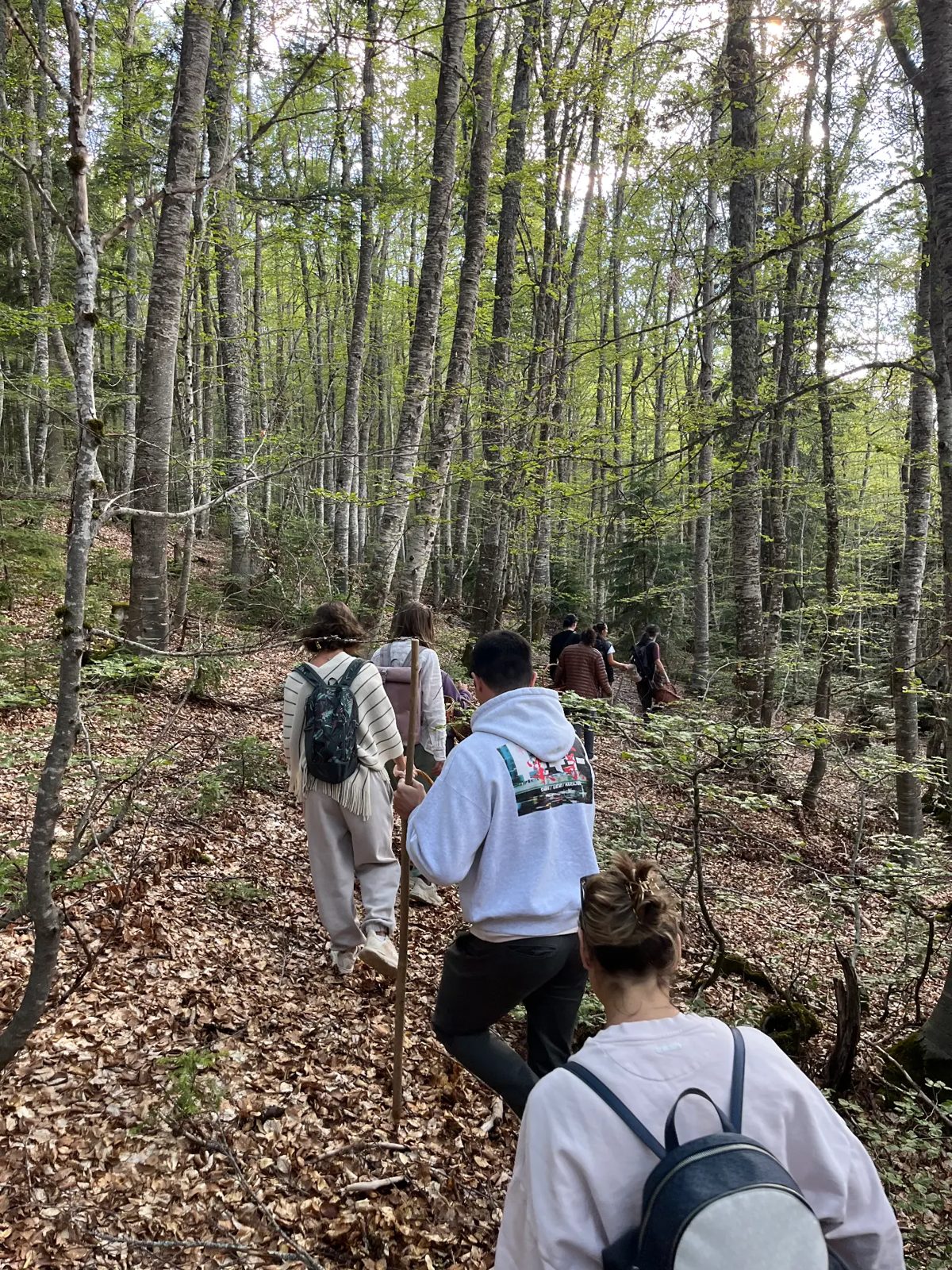 Walking together through the beech forest