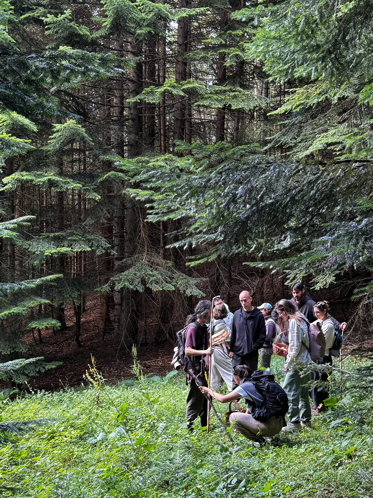 Foraging walk through the spruce forest