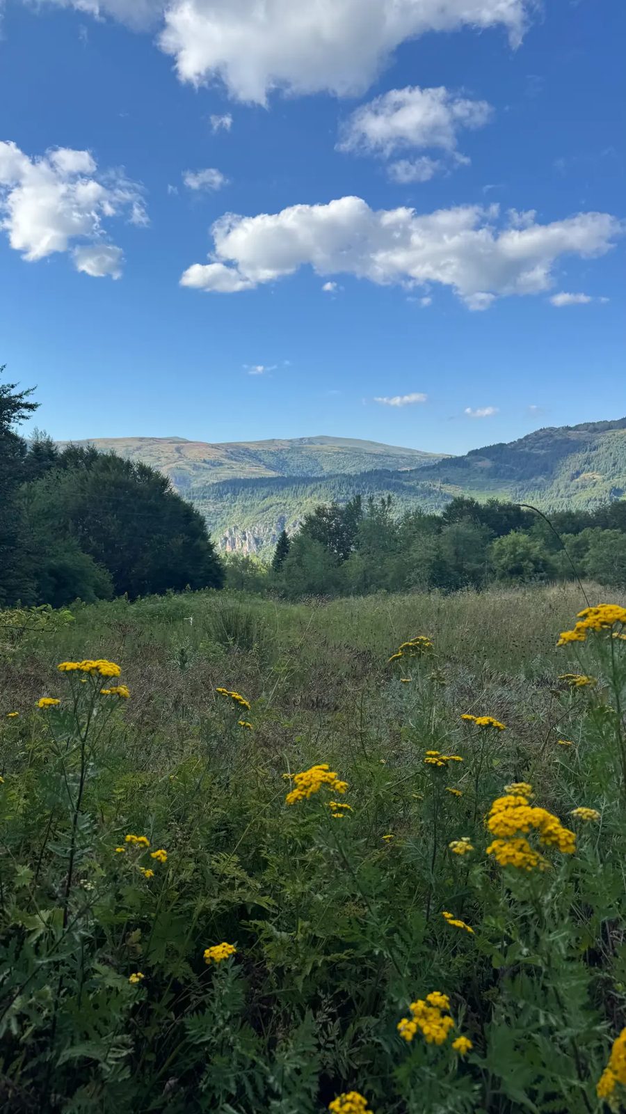 Yellow meadow flowers with mountain view