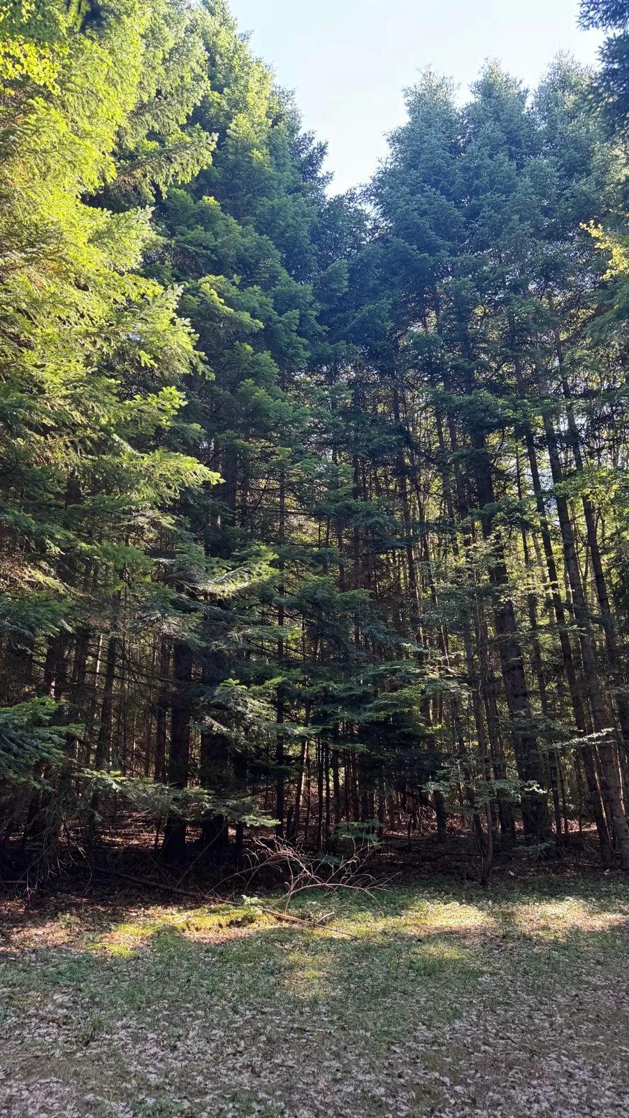 Tall spruce forest in the national park