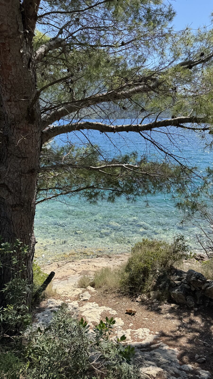 Pine tree framing turquoise Adriatic water