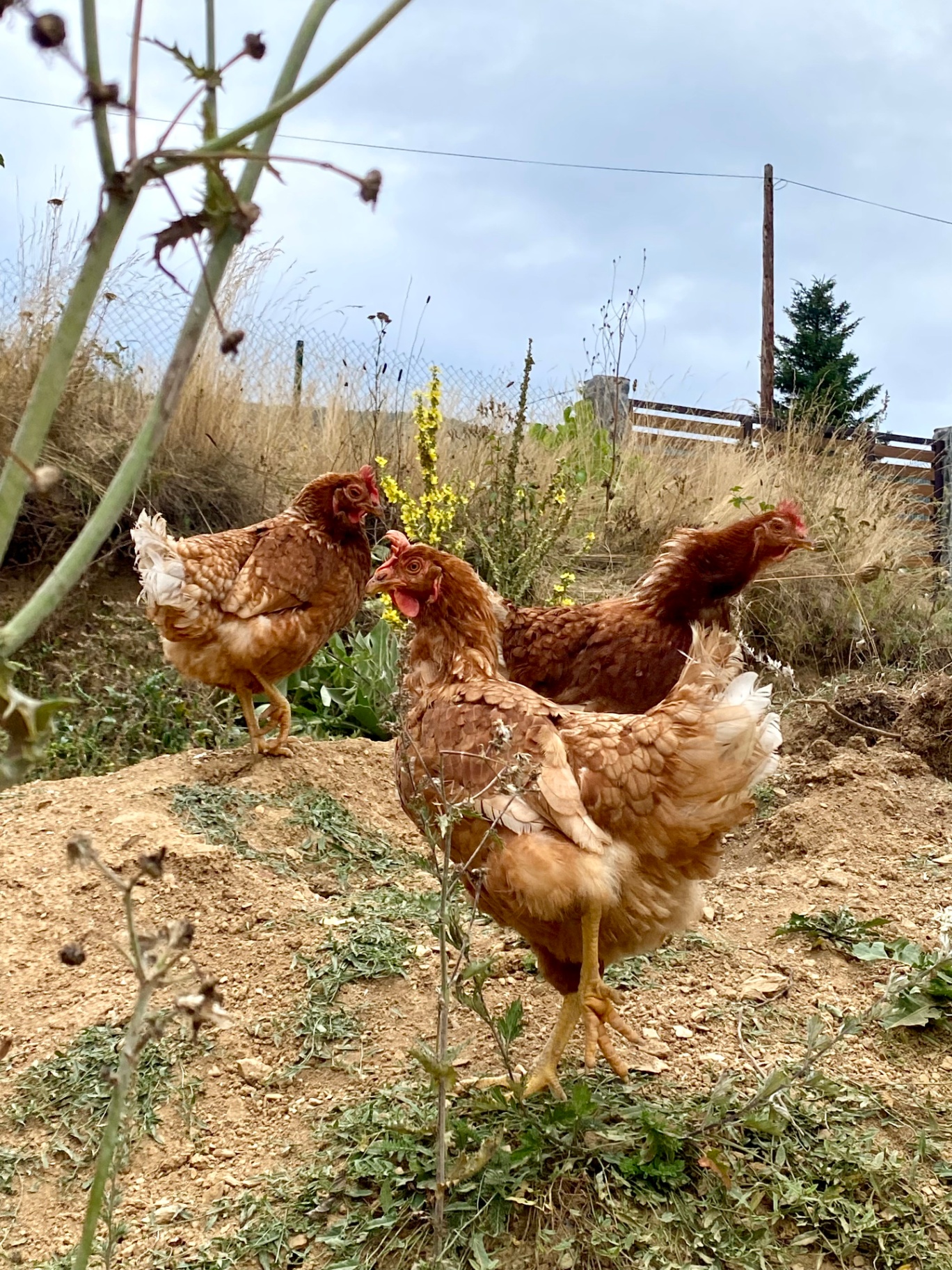 Free-roaming chickens in the villa garden